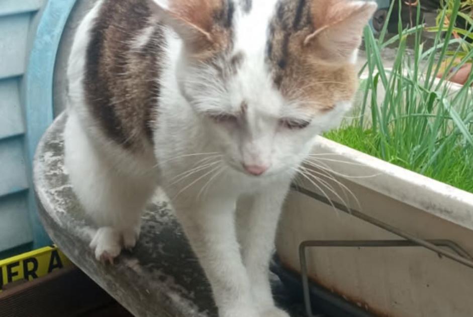 Discovery alert Cat miscegenation Male Marseille France