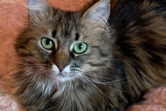 Disappearance alert Cat Female , 3 years Miserey France Disappearance alert Cat Female , 3 years Miserey France