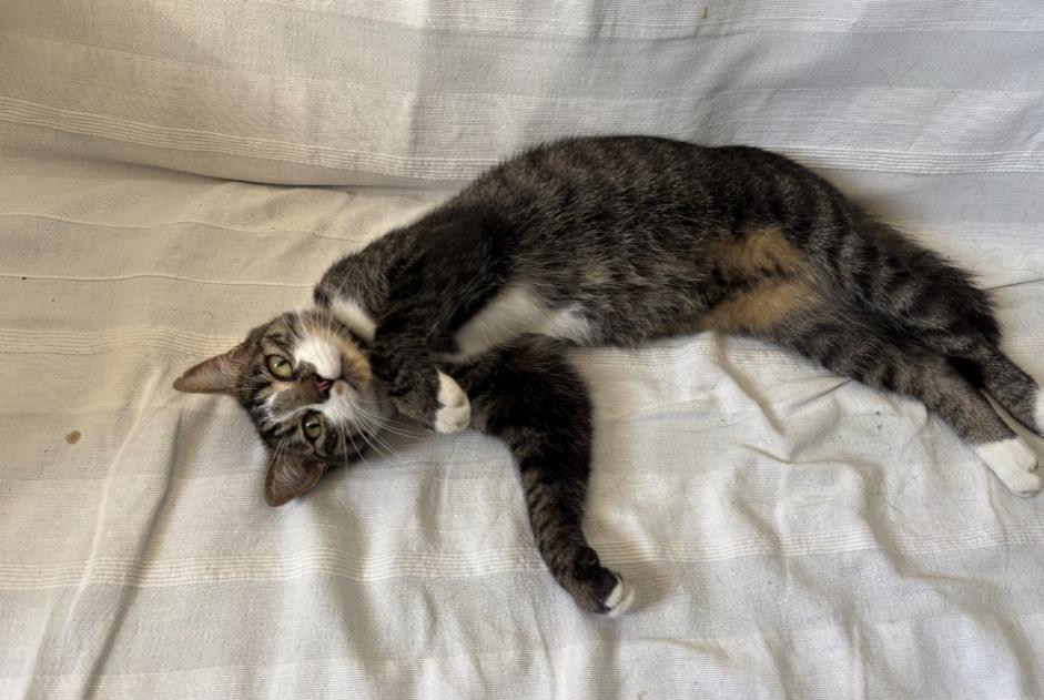 Alerta de Hallazgo Gato cruce Hembra Sauvimont Francia