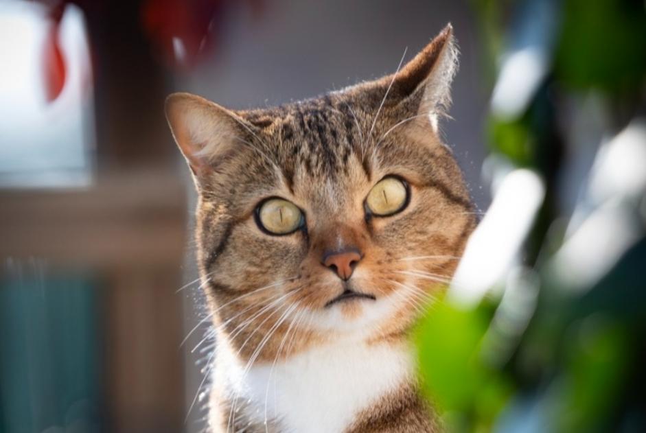 Alerte Disparition Chat Mâle , 5 ans Royan France Alerte Disparition Chat Mâle , 5 ans Royan France