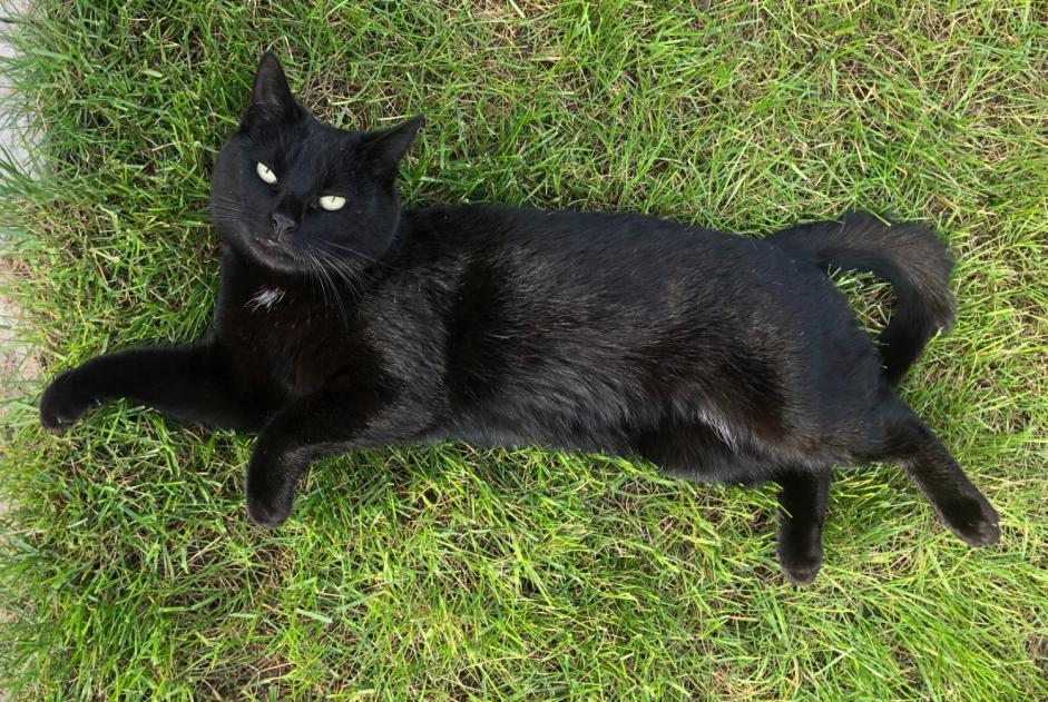 Alerte Disparition Chat Femelle , 8 ans Fleury-Mérogis France
