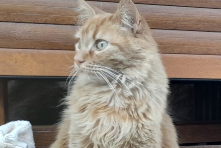 Alerte Disparition Chat Mâle , 5 ans Sciez France Alerte Disparition Chat Mâle , 5 ans Sciez France