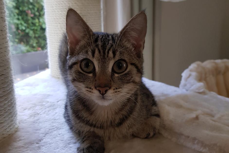 Alerte Disparition Chat Mâle , 6 ans Quédillac France