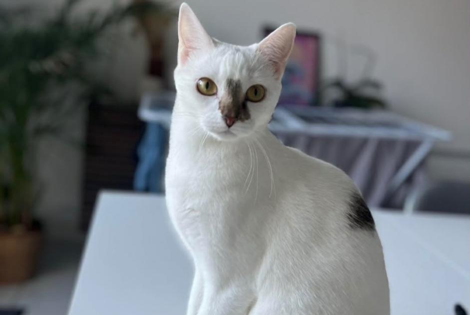 Alerte Disparition Chat croisement Mâle , 2 ans Saint-Cyr-sur-Loire France