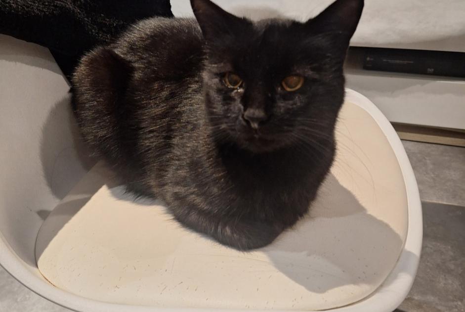Alerte Disparition Chat Femelle , 6 ans Saulcy-sur-Meurthe France