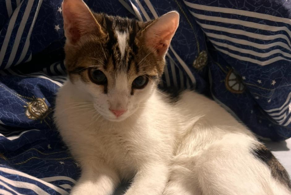 Alerte Découverte Chat Mâle Vienne France