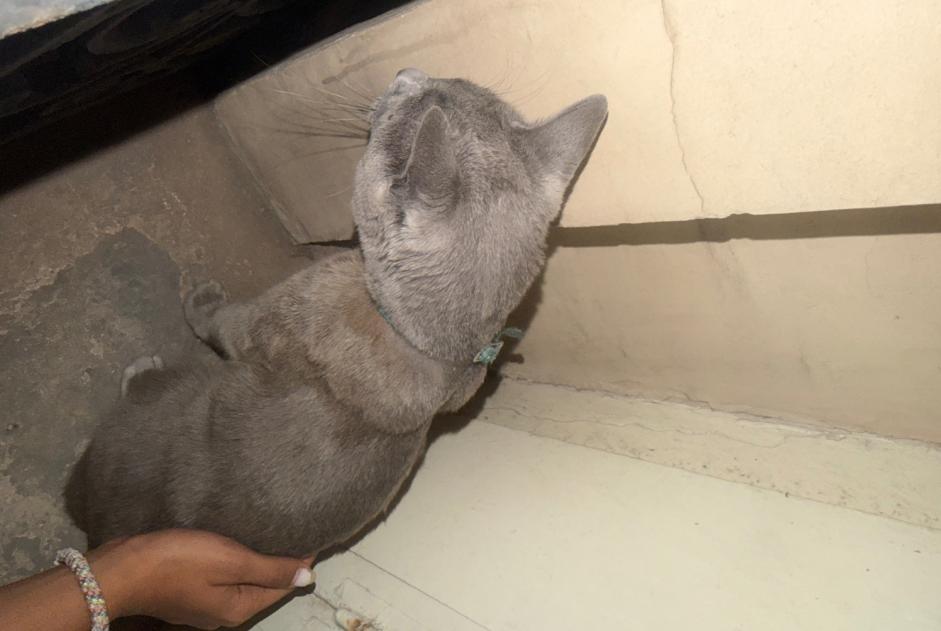 Alerte Découverte Chat Inconnu Paris France Alerte Découverte Chat Inconnu Paris France