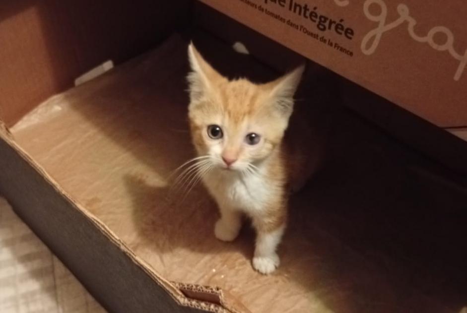 Alerte Découverte Chat Femelle Cluny France Alerte Découverte Chat Femelle Cluny France