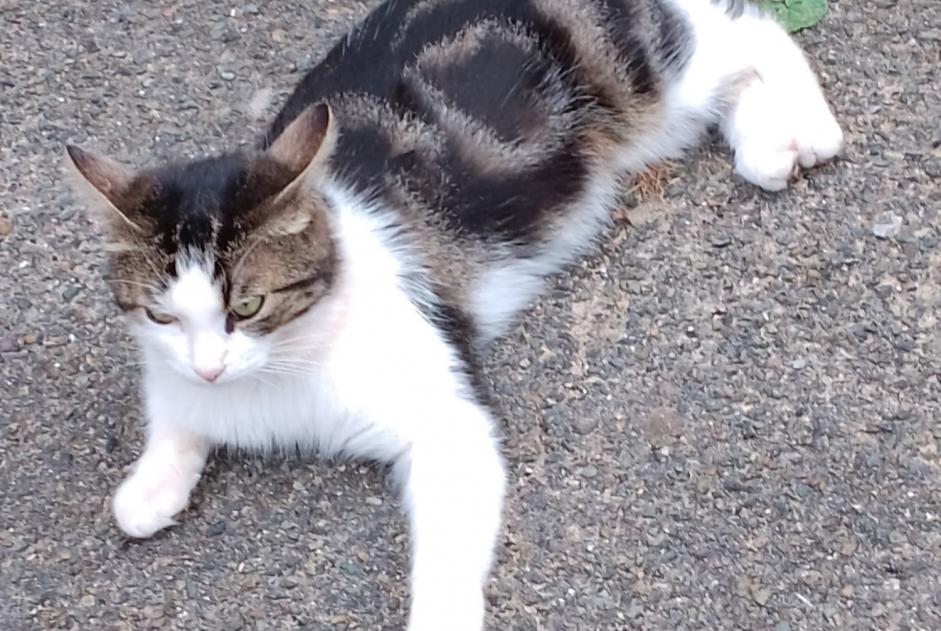 Alerte Découverte Chat croisement Mâle Verneuil-sur-Seine France Alerte Découverte Chat croisement Mâle Verneuil-sur-Seine France