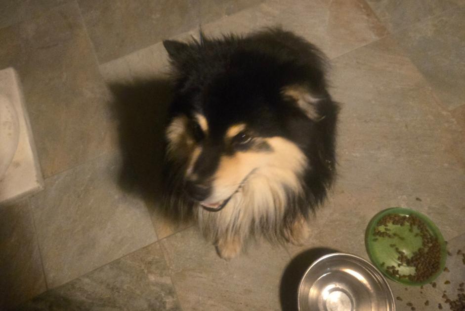 Alerte Découverte Chien Mâle Sermérieu France