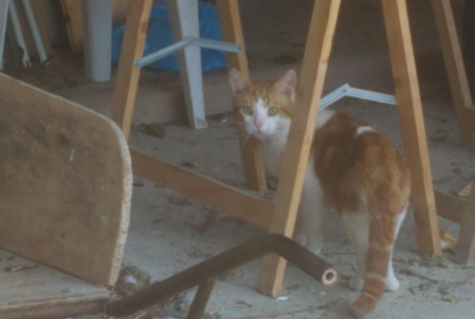 Avviso scomparsa Gatto  Maschio , 3 anni Préfontaines Francia