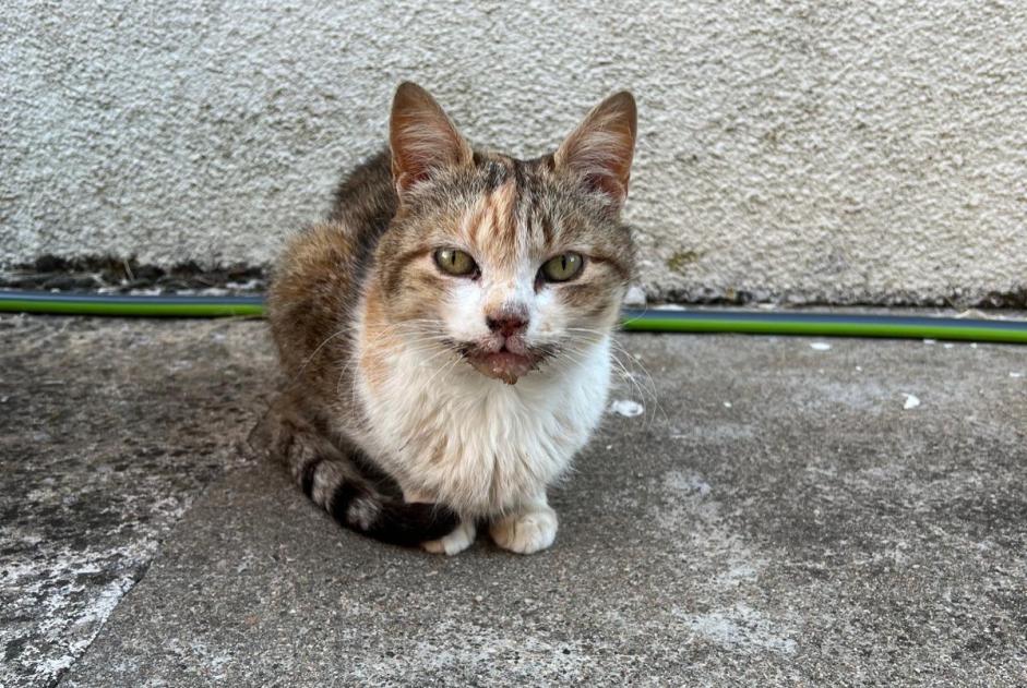 Avviso Ritrovamento Gatto incrocio di razze Femmina Villamblain Francia