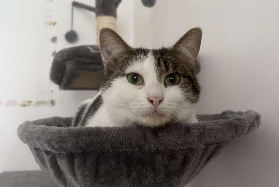 Alerta desaparecimento Gato cruzamento Fêmea , 6 anos Nanterre France Alerta desaparecimento Gato cruzamento Fêmea , 6 anos Nanterre France