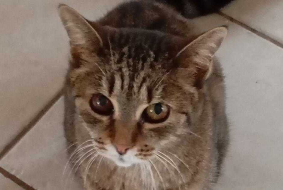 Alerta desaparecimento Gato Fêmea , 16 anos Chauffailles France Alerta desaparecimento Gato Fêmea , 16 anos Chauffailles France