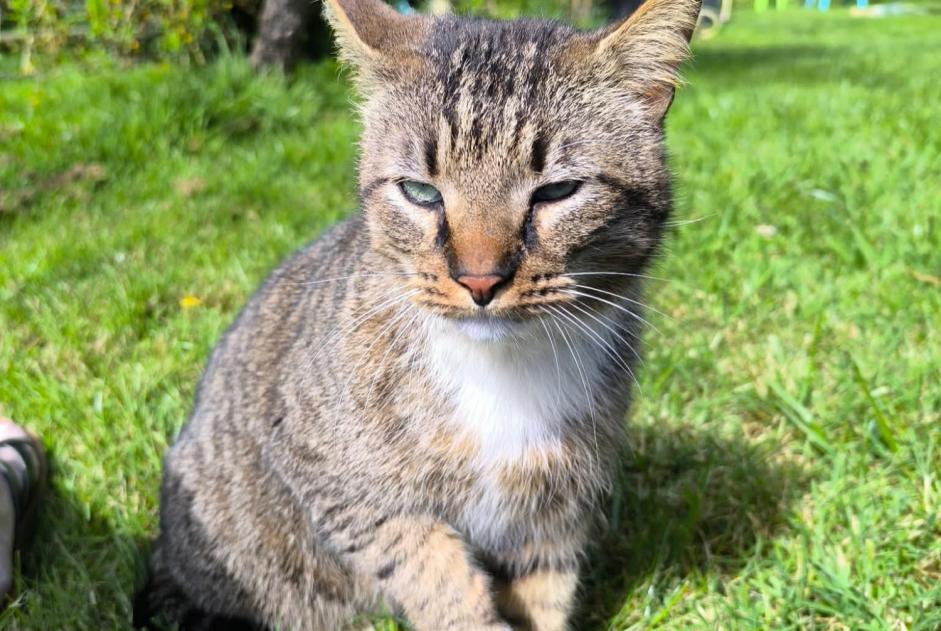 Alerta descoberta Gato Fêmea Montfort-sur-Meu France